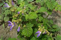 How should purple salvia miltiorrhiza be planted?