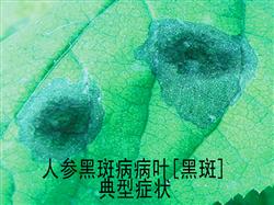 What medicine does ginseng black spot disease use to prevent and cure?