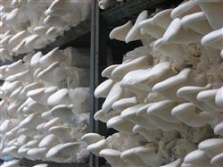 How to grow high-quality mushrooms?