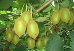 Kiwifruit planting technology: how to manage the strong fruit period in August?