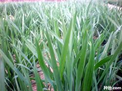 How to apply phosphate fertilizer to grow wheat?