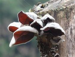 Black fungus planting: how to grow Auricularia auricula?