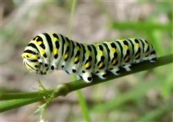 Cilantro planting: what is coriander fennel butterfly?