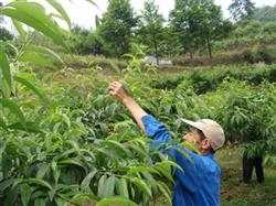 How to manage honey peach trees in autumn?