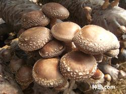 How to cultivate high quality Lentinus edodes?