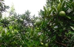 Navel Orange planting Technology: how to manage navel Orange Orchard?