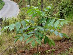 How to trim the walnut tree?