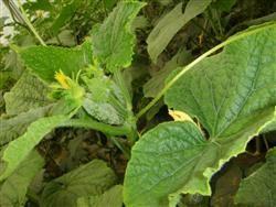 Cucumber cultivation techniques: what is cucumber flower topping?