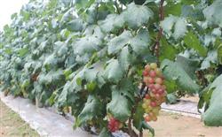 Grape planting techniques: how to trim Fujiminori grapes in summer?