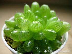 Raise succulent jade dew in summer to learn this trick Yulu water spirit grows constantly.