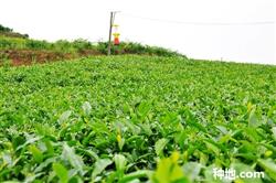 How to cultivate pollution-free tea?