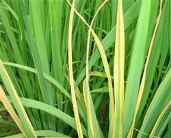 Prevention and control of rice diseases and insect pests: what medicine is good for rice bacterial blight?