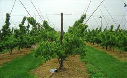 How to manage the peach orchard in summer?