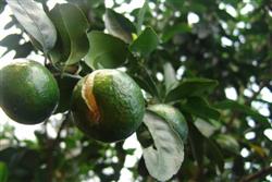 Planting technique of sugar orange: how to prevent cracking of sugar orange?