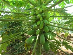 Papaya planting technology: how to plant and manage Xuan papaya?