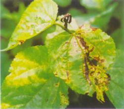 How to control rotten head blast (black blight) by planting mulberry trees?