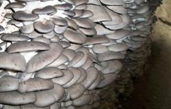 How to grow Pleurotus ostreatus in summer?