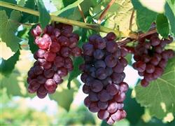 How to make the grapes bear fruit several times a year?