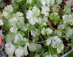 Coriander planting: what is the early blight of coriander?