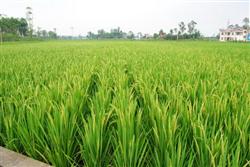 How to manage the heading and flowering stage of rice?