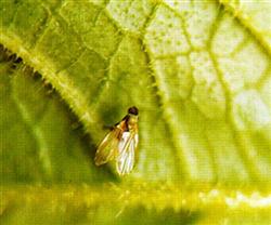 Spinach planting techniques: what is spinach leafminer?