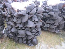 How to plant black fungus?