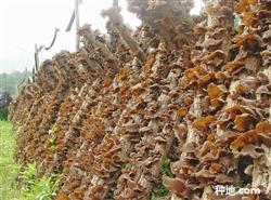 Black fungus scientific cultivation?