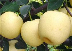 Pear management: how to manage pear trees in summer?