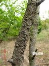 Pear planting: what are the common diseases and insect pests of pear trees? What kind of medicine should be used to fight well?