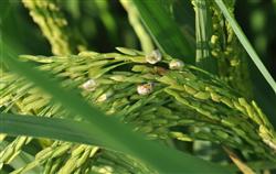 Rice diseases and insect pests: what are the rice diseases and insect pests in August?