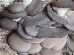 How to increase the yield of Pleurotus ostreatus in summer?