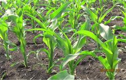 What should summer corn seedlings pay attention to?