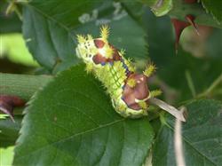 What is the Chinese rose leafhopper?