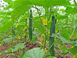 Cucumber cultivation techniques: how to top fertilize cucumber planting?