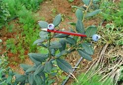 What are the pruning methods for growing blueberries?