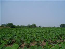 How to control weeds in cotton fields?