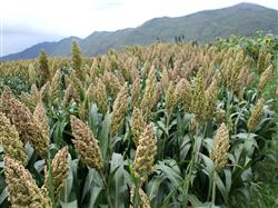 What temperature is suitable for the growth and development of sorghum?