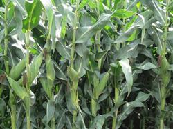 What factors will affect the yield of corn?