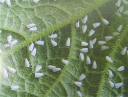 Control of rice diseases and insect pests: how to control rice whitefly?