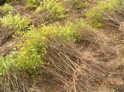 Pomegranate tree planting: is there any way to prevent cracked pomegranate fruit?