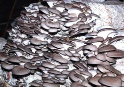 Is there any way to increase production in Pleurotus ostreatus cultivation?