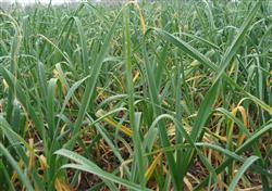 Garlic planting techniques: how to control garlic leaf blight?