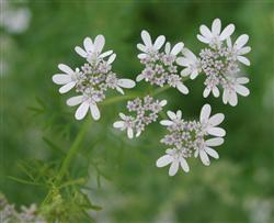 Coriander planting: how to manage coriander after the Beginning of Autumn?