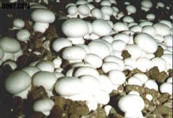 How to fertilize mushrooms after planting?