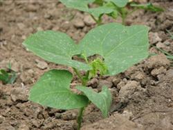 Bean planting: how to manage growing beans at ordinary times?