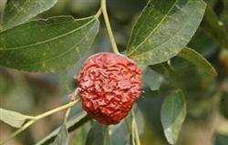 Jujube management: what is the fruit shrinking disease of winter jujube?