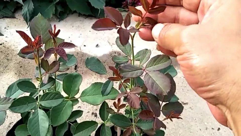 It takes only one month to pinch off all the rose bracts from the toothpick seedling to the burst pot.