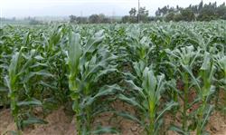 How to manage the planting of corn in the middle and later stage?