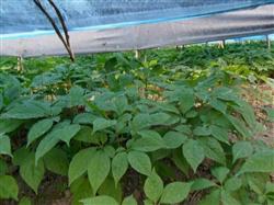 What is ginseng white leaf withered?