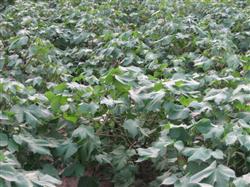 How to control the crazy growth of cotton in summer?